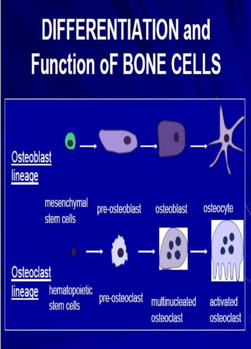 Osteositler ve astar hücreleri osteoblastlardan türerler.