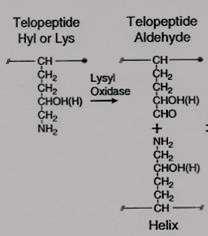 9. Kollajen sentezi a-zinciri CM1 Lizil oksidaz kollajen telopeptidindeki lizin veya hidroksilizin rezidülerini deamine eder (CM1) aldehit