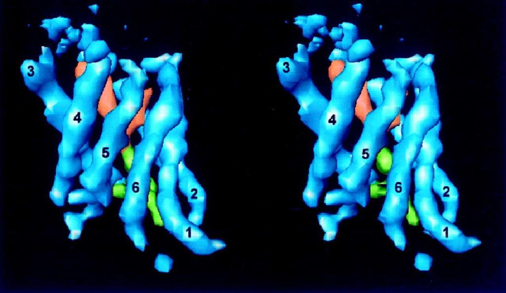 Stereoscopic view of AQP1 at 6 Å resolution established by cryoelectron