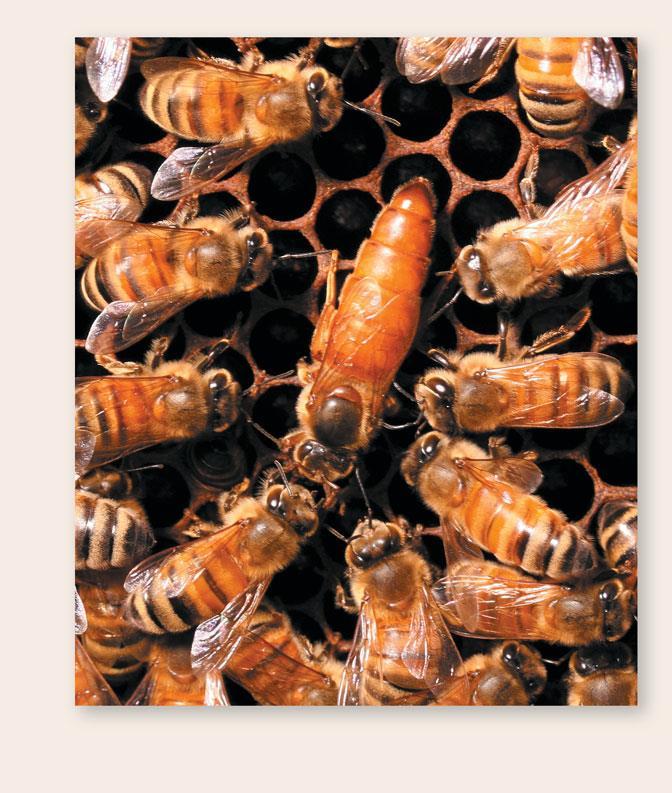 EŞEYSİZ ÜREME Partenogenez (devam) Bazı türlerde döllenme cinsiyeti belirler Ör: Bal arıları, karıncalar Bal arıları Bir kovanda sadece bir kraliçe arı bulunur Döllenmiş yumurtadan çıktıktan sonra