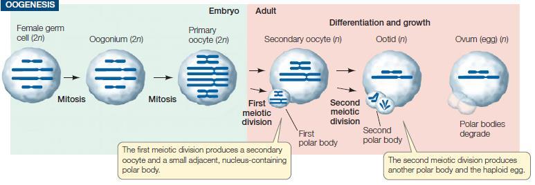 Oogenez Yumurta ana hücresi (2n) Oogonyum (2n) Birincil oosit (2n) Erişkin Farklılaşma ve olgunlaşma İkincil oosit (n) Ootid (n) Yumurta (n) Mitoz Mitoz Mayoz I Birincil oosit