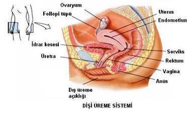 ÜREME SİSTEMİ-İnsan Dişi üreme sistemi A.