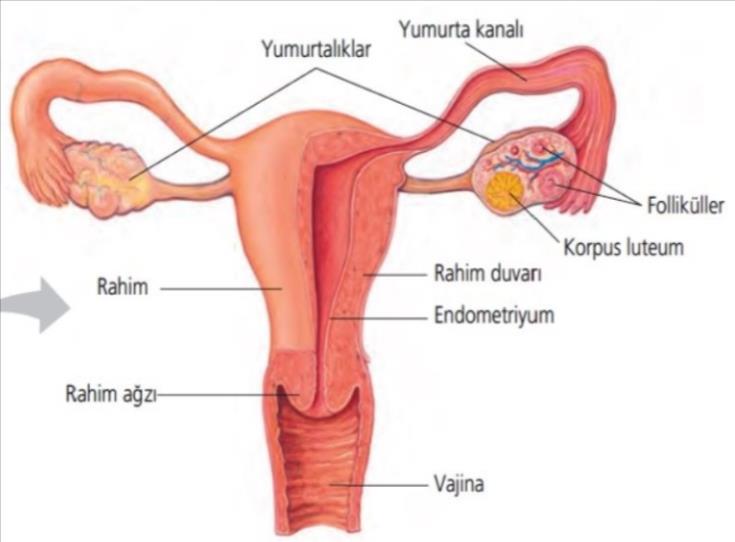 ÜREME SİSTEMİ-İnsan C.