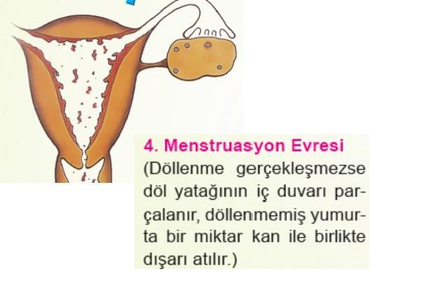 ÜREME SİSTEMİ-İnsan iv. Menstrüasyon evresi Döllenme olmamışsa korpus luteum bozulur. Korpus luteum bozulunca progesteron ve östrojen salgısı durur.