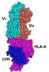 HLA Antikorları Önemlidir HLA antikorları allograft rejeksiyon