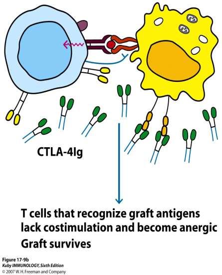 T lenfosit aktivasyonu; Antijen sunan hücre yüzeyi T hücre yüzeyi MHC/antijen kompleksinin, T cell