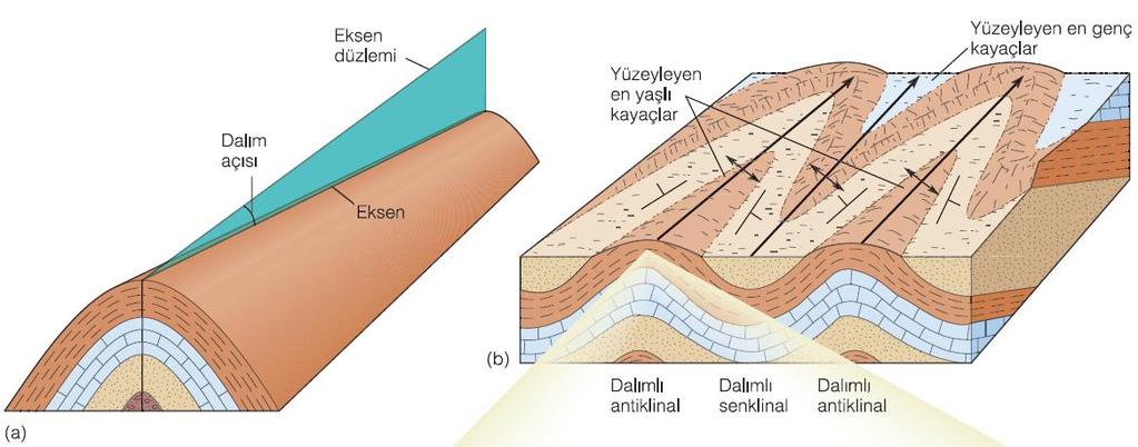 (a) Dalımlı bir kıvrım. (b) Dalımlı kıvrımların yüzey ve düşey kesitteki görünümleri.