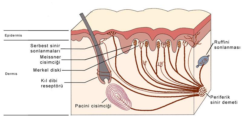 Somatik Duyular Dokunma duyusu deri ve deri
