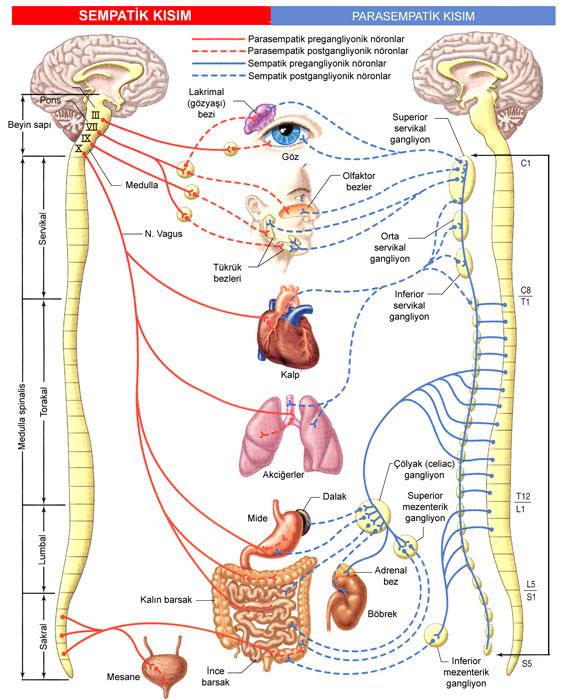 PARASEMPATİK