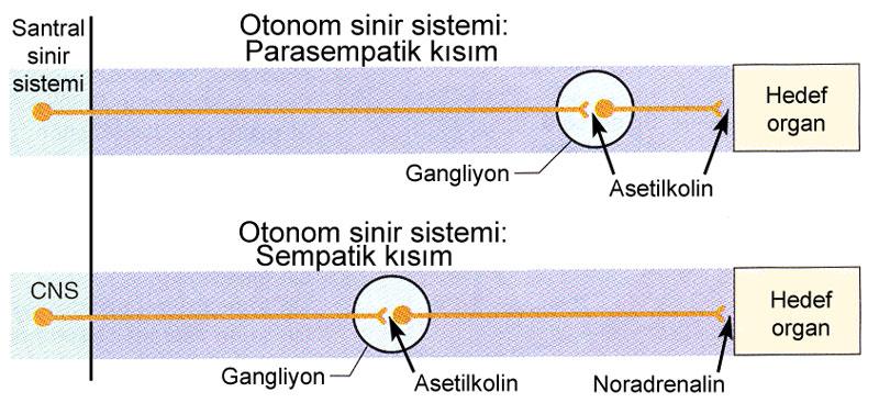 Kolinerjik