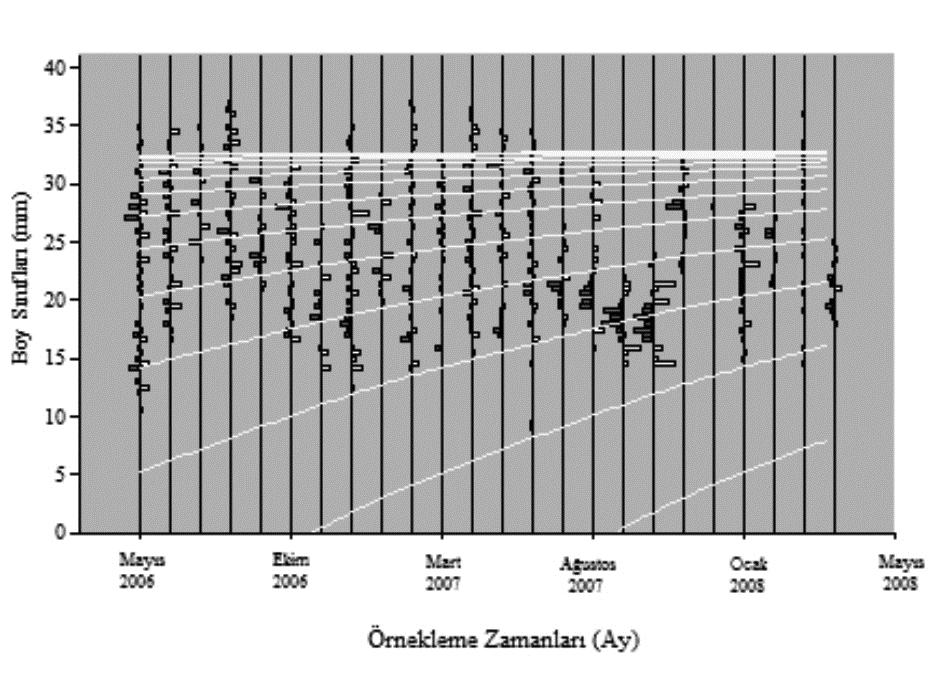 Batı Marmara da Beyaz Kum Midyesinin (Chamelea gallina L., 175) Bazı Populasyon Parametreleri 9 Ağırlık (g) 1 1 1 1 1 TW =,3539L,9 r=,9 N= 5 1 15 5 3 35 Şekil 3. C.