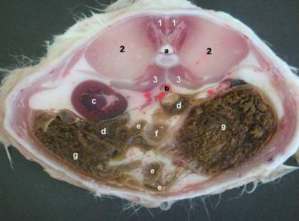 Şekil 1. Normal beslenen hayvanların transversal kesiti (1. vertebra lumbalis): 1)Mm. multifidi, 2)M. iliocostalis, 3)M.