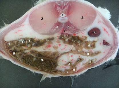 h)cecum, j)ventriculus, k)jejunum. Şekil 2. Normal beslenen hayvanların transversal kesiti (2. vertebralumbalis): 1)Mm.
