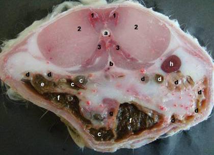 Aorta abdominalis, c)ren dexter, d)duodenum, e)colon ascendens, f)cecum, g)jejunum, h)glandula suprarenalis sinistra,