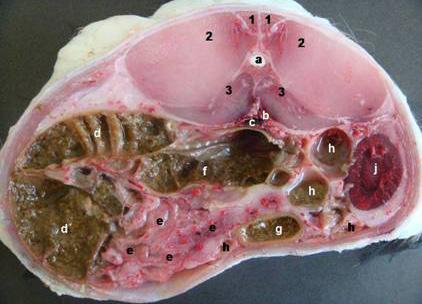 Midesi dolu hayvanların transversal kesiti (2. vertebra lumbalis): 1) M. multifidi, 2)M. iliospinalis, 3)M.