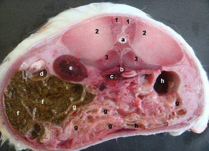 Ren sinister: Cranial ucunun 2.-3. vertebrae lumbales, caudal ucunun ise 4. vertebra lumbalis düzeyinde olduğu belirlendi (Şekil 2-c). Sol böbreğin boyunun ise ortalama 32.32 mm, eninin ortalama 16.