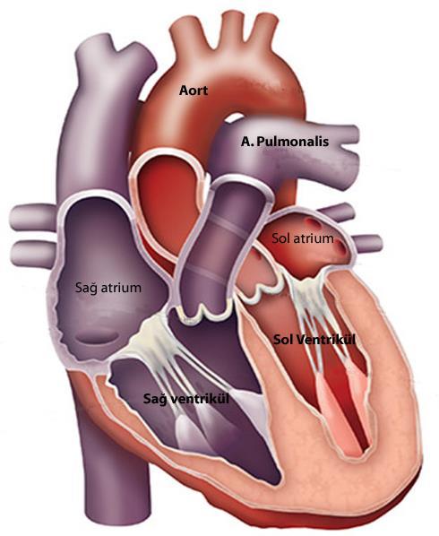 Kalp Kapakları Atrio