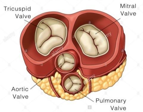 Semilunar kapaklar Pulmoner