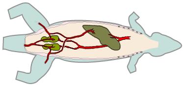 Glomerullar  Renal