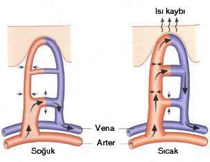 ağıdır