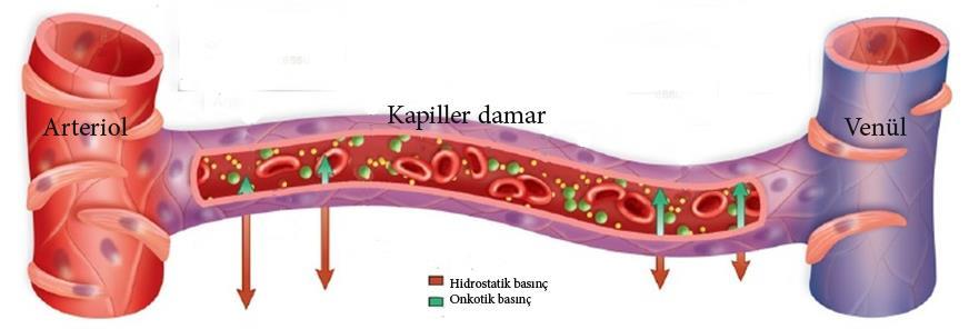 Plazma onkotik basıncı Net filtrasyon Net absorpsiyon İntersitisiyel