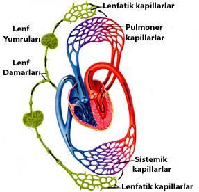 Lenfatik