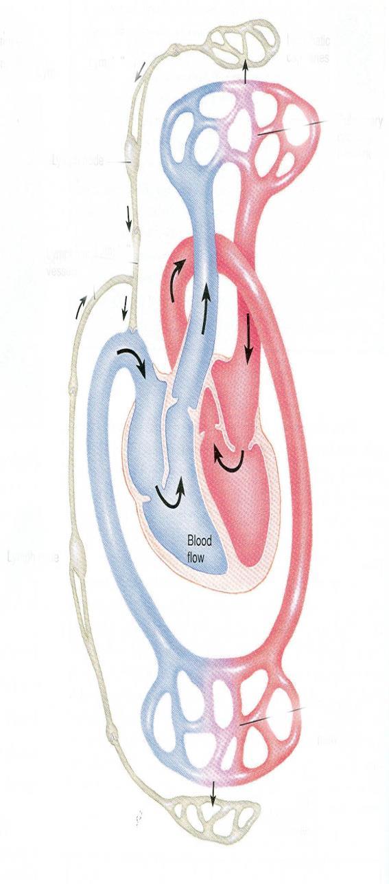 Lenf Dolaşımı Kardiyovasküler sisteme yardım eden damar sistemidir.