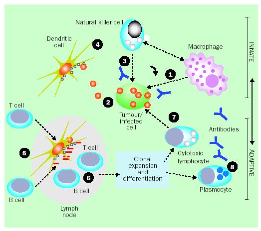 THE LANCET