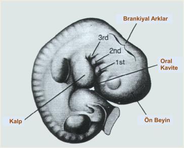 GEBELİĞİN 3. HAFTASI: Embriyonik 3. hafta mensturasyonun geciktiği, yani anne adayının hamilelikten şüphelendiği ilk haftadır.