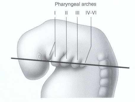 Üçüncü (Hyotiroidal Ark) Dördüncü ve Beşinci Faringeal (Brankiyal) Arklar: Hyoidin kalan kısmı, larinks kasları ve laringeal kıkırdak bu arktan meydana gelir.) IV.