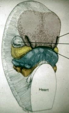 Bu nazal pitlerin iki yanındaki frontonazal proçesten köken alan mezenşim, medial ve lateral nazal proçesleri oluşturur.