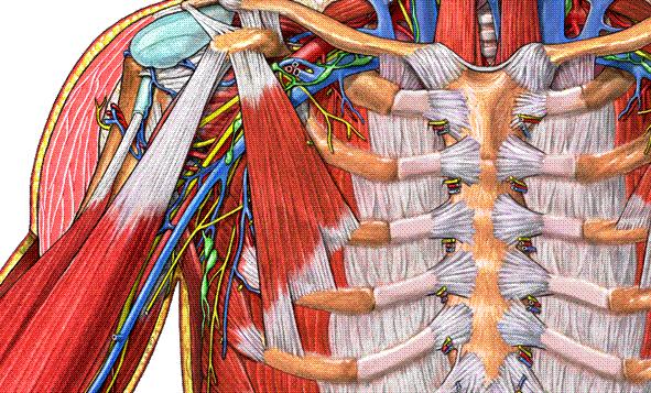 M. pectoralis minor Origo; 3-5.