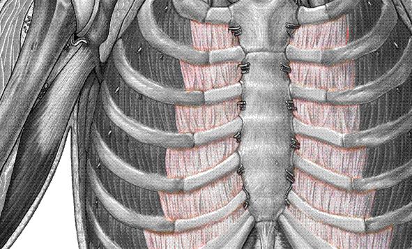 Mm. intercostales İNSPİRASYON Mm.