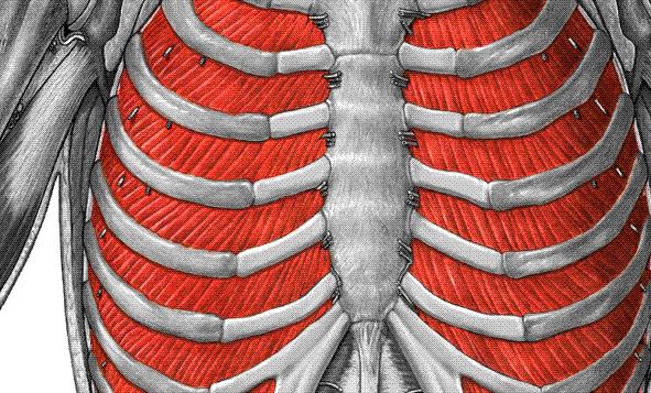 Mm. intercostales Ekspirasyon Mm.