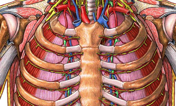 Mm. intercostales Ekspirasyon Mm. intercostales intimi Mm.