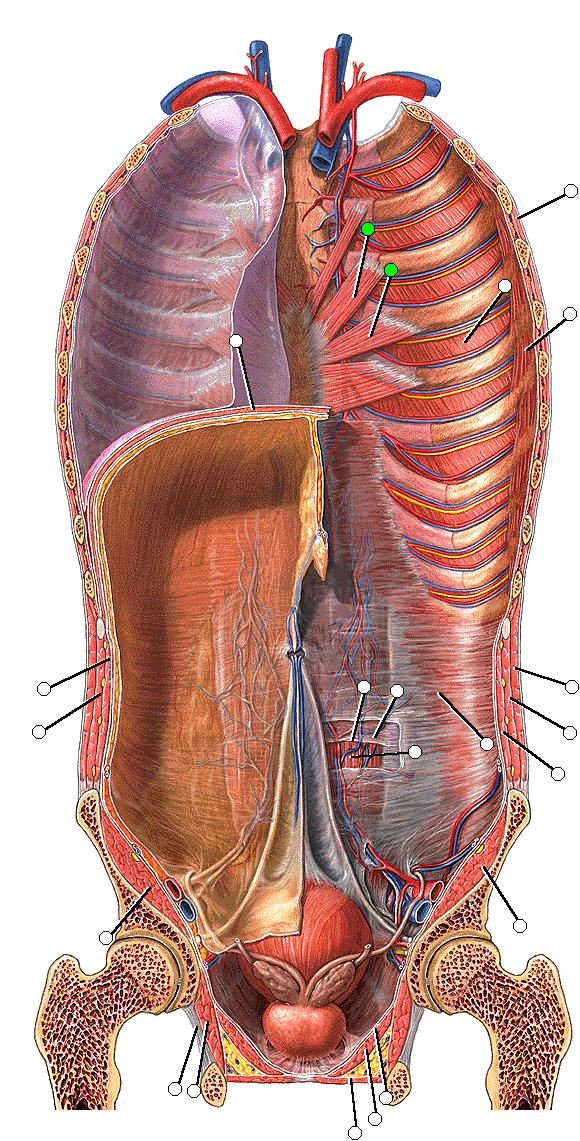 Mm. intercostales Ekspirasyon M. transvesus thoracis Göğüs ön duvarının iç yüzünde musculoaponeurotik kaslardır.