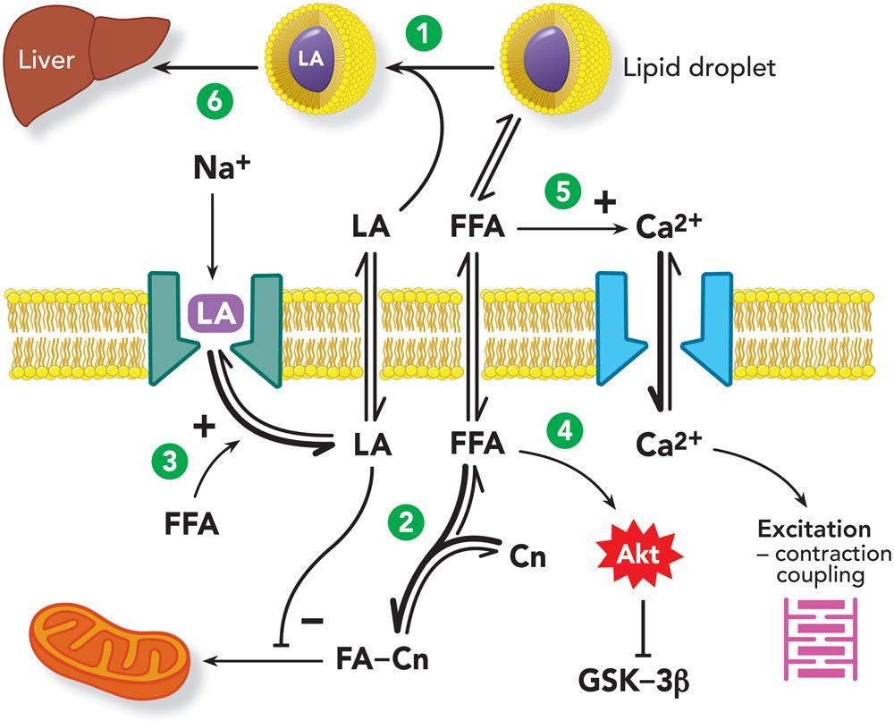 Etki Mekanizması 1. Lokal anesteziklerin bağlanması (Lipid Çökelti) 2. Mitokondride artmış yağ asidi alımı (Metobolik etki) 3.