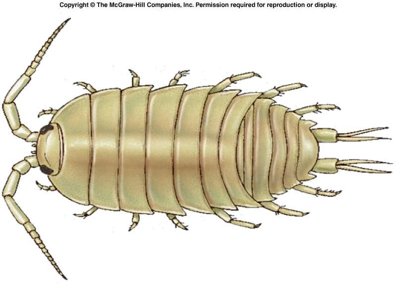 ISOPODS