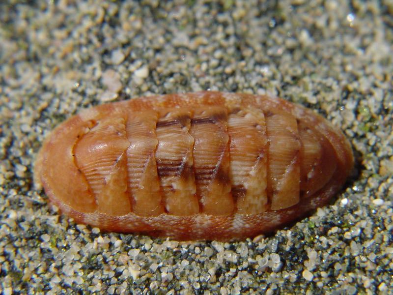 Phylum: Mollusca Classis: