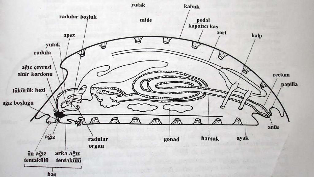 Phylum: Mollusca Classis: