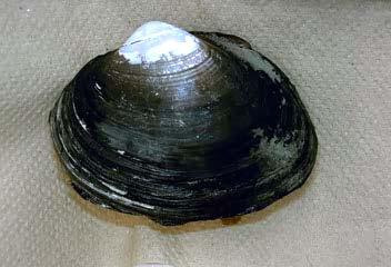 Phylum: Mollusca