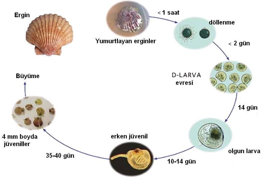 Phylum: Mollusca