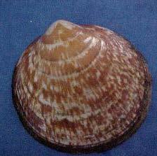 Cardium edule