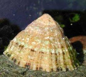 Phylum: Mollusca Classis: Gastropoda Gastropoda sınıfı üyeleri hayvan grupları arasında hem şekil hem de davranış ve habitat bakımından,