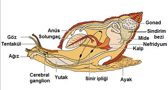 Sürünme, kazma, sıçrama, yüzme veya zemine yapışma işlemleri için farklılaşabilir. Phylum: Mollusca Classis: Gastropoda Baş ve iç organlar kitlesi iyi gelişmiştir.