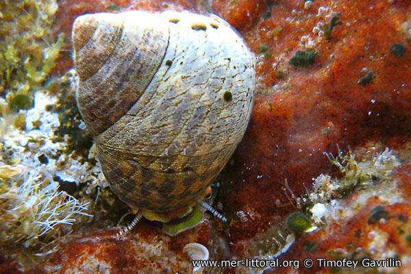 Phylum: Mollusca Classis: