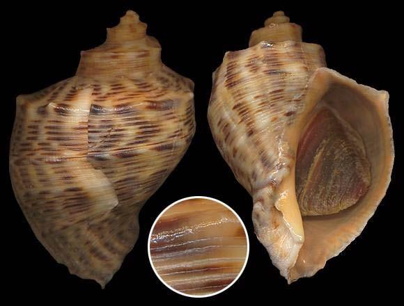 Phylum: Mollusca Classis: Gastropoda Rapana