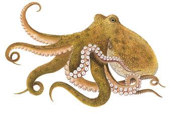 Phylum: Mollusca Classis: Cephalopoda Mollusca nın en yüksek organizasyonlu sınıfıdır. Simetri bilateraldir.