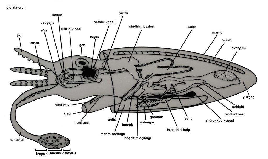 Phylum: