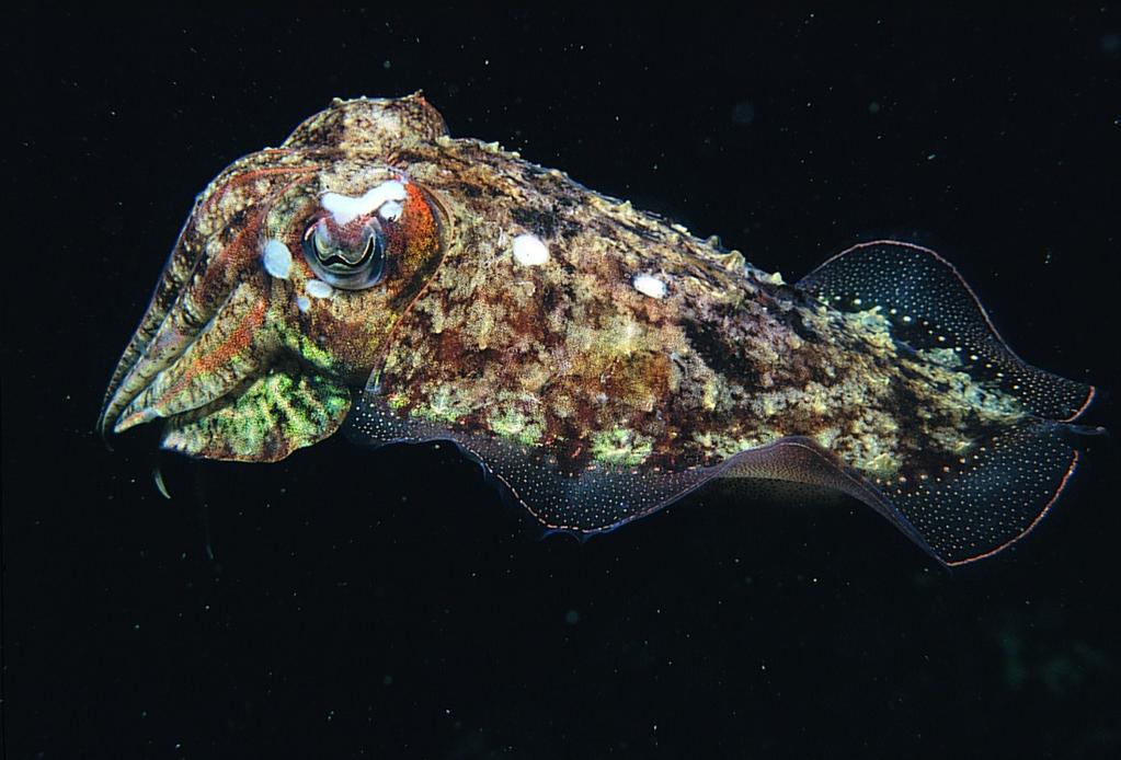 Phylum: Mollusca Classis: Cephalopoda